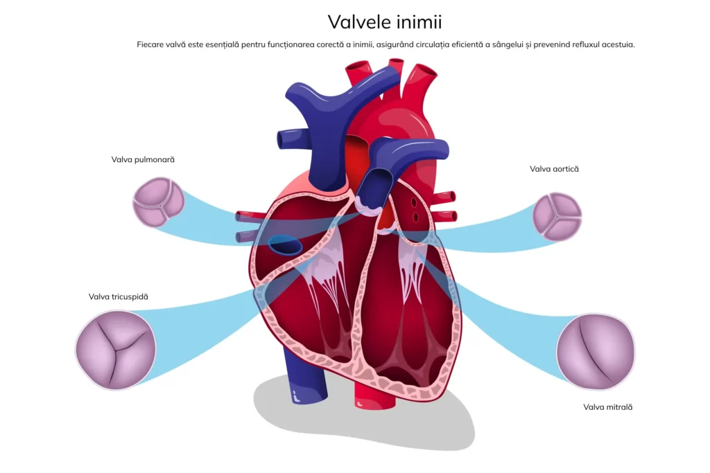 valvele inimii imagine reprezentativa